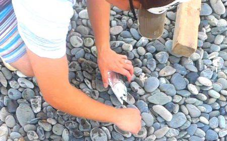 ソウダガツオ、ペンペンシイラ、ワカシのリリース祭り